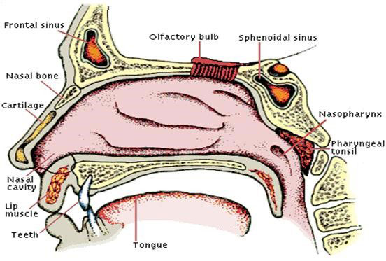 nose structure schema